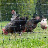 Poultry Netting 50m x 112cm, VOSS.farming farmNET, 16 Posts, 2 Spikes, Green, Electrifiable