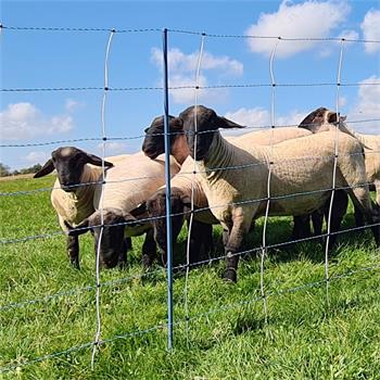 Sheep Combo Netting 50m x 122cm, AKO TitanNet Premium Vario, 14 Posts, 2 Spikes, Positive/Negative