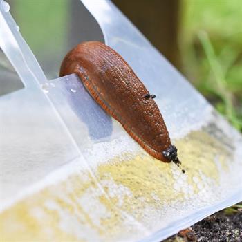 60x VOSS.garden SlugEx Slug Trap, Fight Slugs Without Poison, Beer Trap