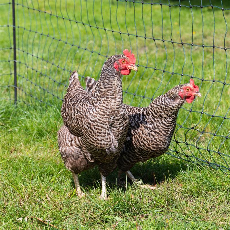 29494-17-voss.farming-farmnet-premium-poultry-fence-netting-electric-50m-112cm-green.jpg