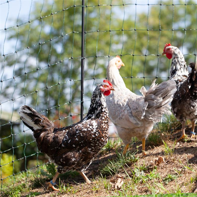 29494-21-voss.farming-farmnet-premium-poultry-fence-netting-electric-50m-112cm-green.jpg