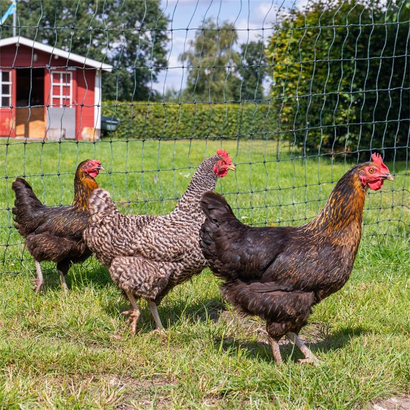 29494-5-voss.farming-farmnet-premium-poultry-fence-netting-electric-50m-112cm-green.jpg