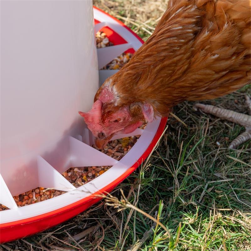 560010-11-poultry-feeder-with-lid-pp-red-white.jpg