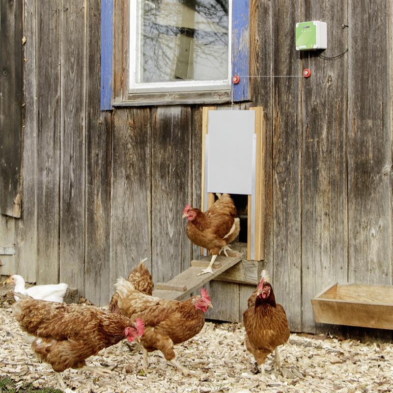 Automatic Chicken Coop Door Opener