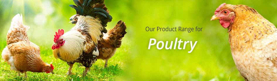 Poultry Care
