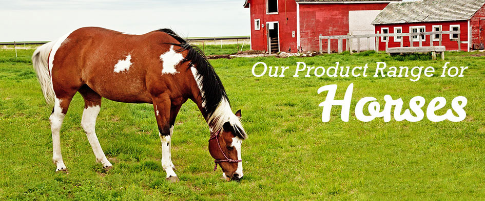 Horse Grooming & Care