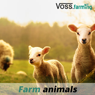 Animals Farm