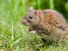 mouse-rat