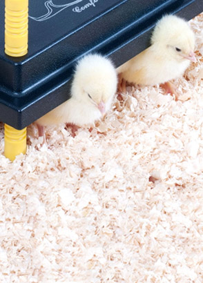 chick rearing